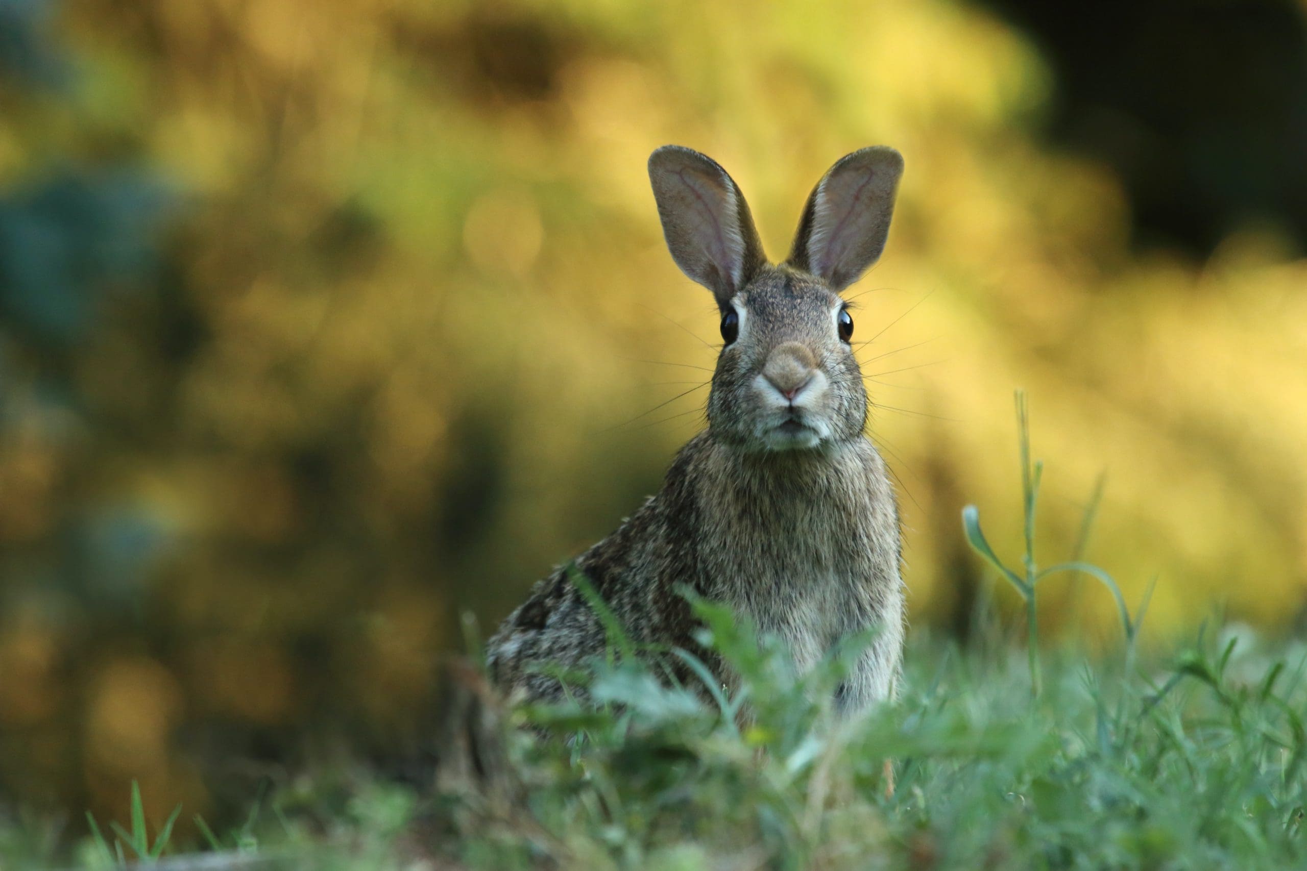 the-easter-bunny-s-top-west-end-shops-nested-real-estate